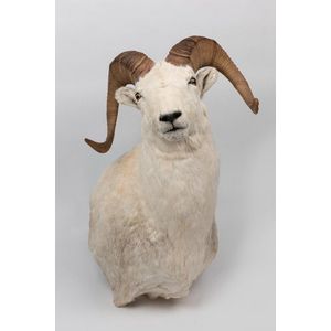 A taxidermied Ovis dalli (mountain sheep), Northwestern America,…