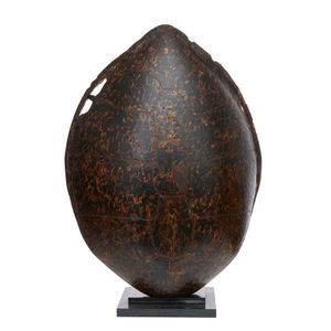 Large sea turtle shell, on cast iron stand, height 105 cm width…