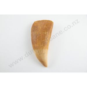 Sperm whale tooth, from the Tory channel whaling station in the…