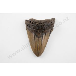 An impressive Megalodon fossil shark tooth, the Megalodon shark…