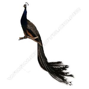 A taxidermy male peacock, the full body mount perched upon a…