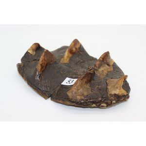 Crocodile taxidermy specimen, Knarly section taken from tail of…
