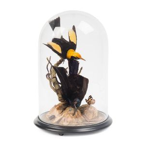 An Australian taxidermy Bower bird and Regent Rifle bird under…