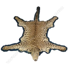 A leopard skin rug, full taxidermy mounted head with glass eyes…