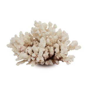 White Cast Flower Coral Specimen