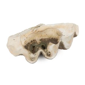 A natural giant clam shell (Tridacna Gigas), 73 cm long