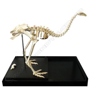 An extinct adult little bush moa skeleton display, the near…