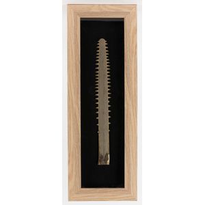 Sawfish bill (rostrum) mounted in shadowbox frame, mid 20th…
