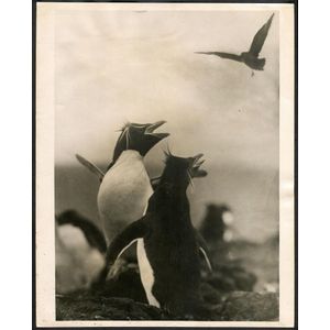 The B.A.N.Z. Antarctic Expedition: Official original photograph…