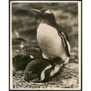The B.A.N.Z. Antarctic Expedition: Official original photograph…