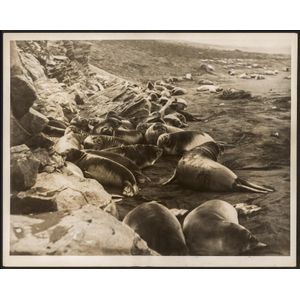 The B.A.N.Z. Antarctic Expedition: Official original photograph…