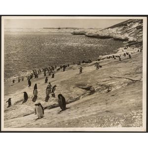 The B.A.N.Z. Antarctic Expedition: Official original photograph…