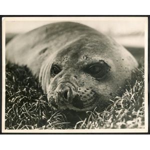 The B.A.N.Z. Antarctic Expedition: Official original photograph…