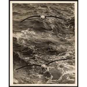 The B.A.N.Z. Antarctic Expedition: Official original photograph…