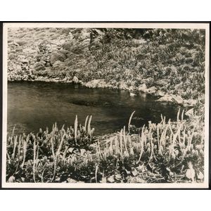The B.A.N.Z. Antarctic Expedition: Official original photograph…