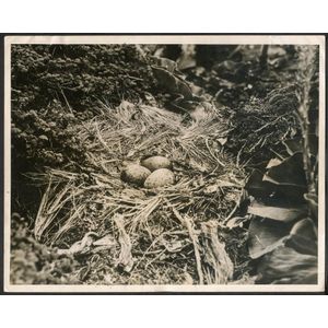The B.A.N.Z. Antarctic Expedition: Official original photograph…