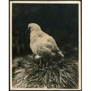 The B.A.N.Z. Antarctic Expedition: Official original photograph…
