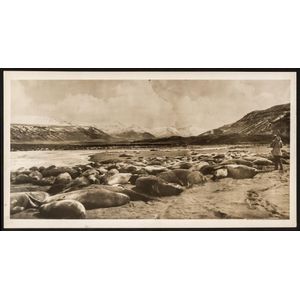 The B.A.N.Z. Antarctic Expedition: Official original photograph…