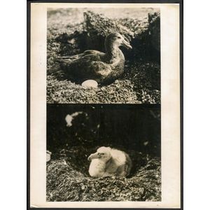 The B.A.N.Z. Antarctic Expedition: Official original photograph…