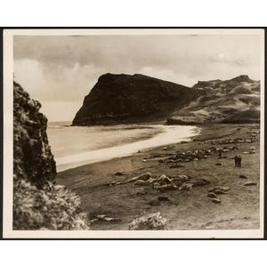 The B.A.N.Z. Antarctic Expedition: Official original photograph…