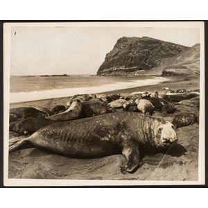 The B.A.N.Z. Antarctic Expedition: Official original photograph…