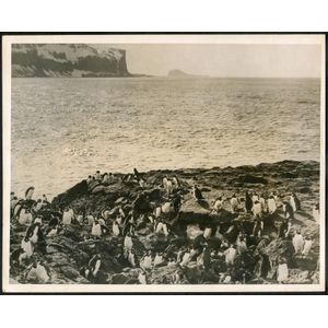 The B.A.N.Z. Antarctic Expedition: Official original photograph…
