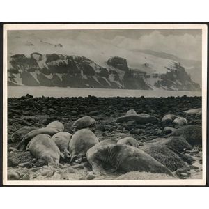 The B.A.N.Z. Antarctic Expedition: Official original photograph…