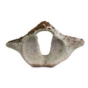 A whalebone vertebrae, 19th century 45 cm high, 70 cm wide