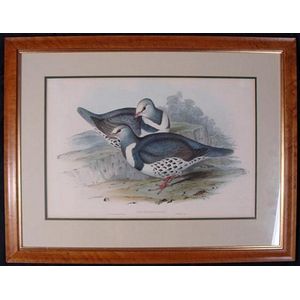 John Gould (1804-1881) HC Richter Leucosarcia Picota (Wonga…