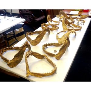 Roberts collection of Sharks jaws (2) - 1930's twelve sets of…