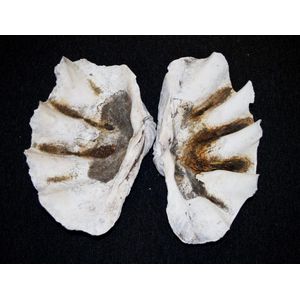 Pair of large clam shells including: 2 large clam shells,…
