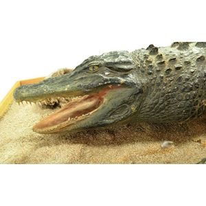 A crocodile mounted in a display case crocodile 162 cm long,…