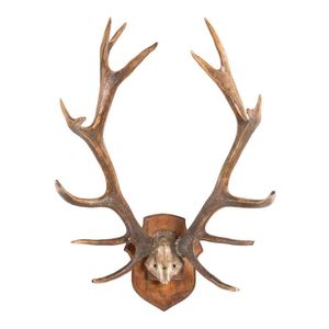 A pair of large wall mounted deer antlers, French, 19th century,…