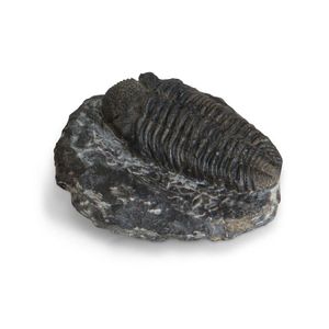 Trilobite phacops of the Devonian period, possibly from Morocco,…
