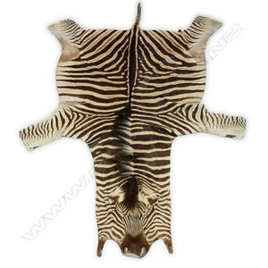 An adult zebra skin, well-tanned with supple leather, display…