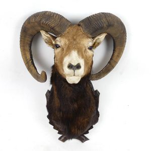The taxidermy head of a European mouflon, attached to a carved…