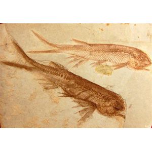 Two fish fossil specimen, Lycoptera Species a freshwater fish,…