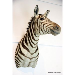 A taxidermic shoulder mounted zebra (Equus Quagga), the…