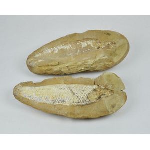 Natural History: fish fossil Receipt States 120 million years…