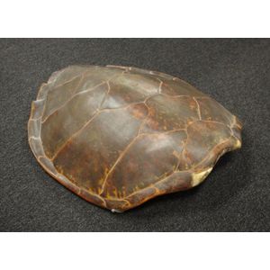 Preserved turtle and tortoise shells - price guide and values