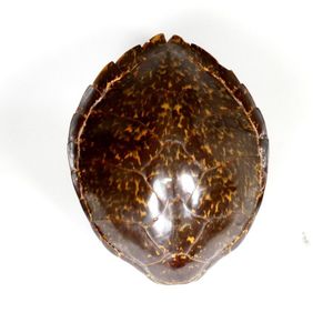 A turtle shell, 13 plates displaying rich butterscotch to dark…