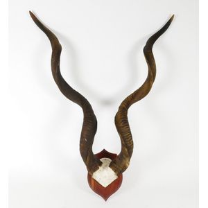 SET OF KUDU TROPHY HORNS, A set of trophy kudu horns on shield…