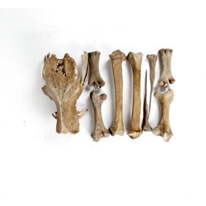 The pelvis and leg bones of a moa, in fair to good condition…