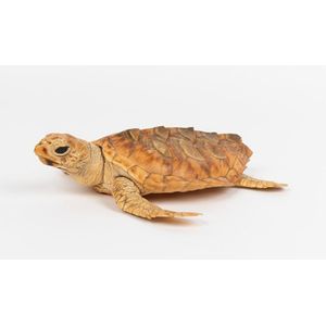 A taxidermied Eretmochelys imbricata (Hawksbill sea turtle),…