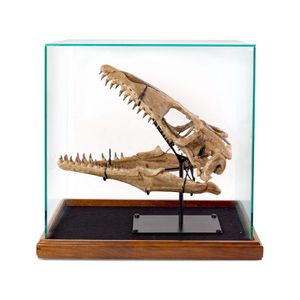 A mounted Mosasaur (Platecarpus ictericus) skull, late…