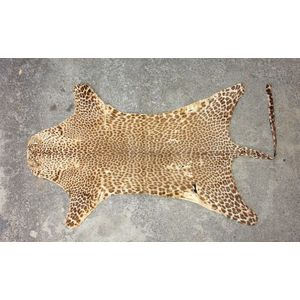 An old leopard skin rug, black fabric stitched backing. Some…