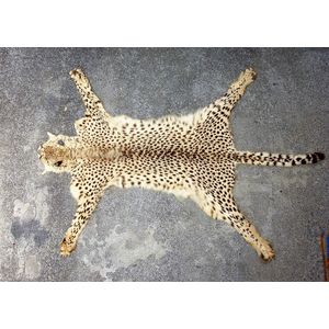 A vintage leopard skin rug, claws attached, unbacked. Length…