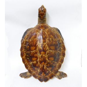 A vintage taxidermy turtle, the shell of good colour and patina,…