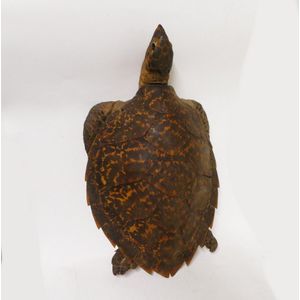 A vintage taxidermy turtle, the shell in good condition,…