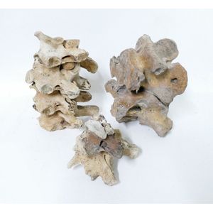 A collection of eight moa vertebrae bones, good condition with…